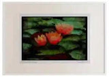 Wild Flowers Plants 013138 Pink Water Lilies Watercolour Picture Frame