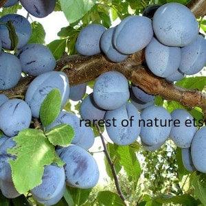 Prunus  Domestica Record  Plum > 4  seeds for planting and growing , early age fruiting variety 100 % germination rate
