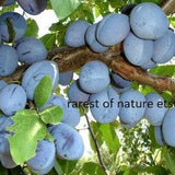 Prunus  Domestica Record  Plum > 4  seeds for planting and growing , early age fruiting variety 100 % germination rate