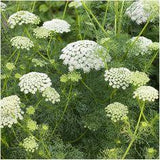 Seed Needs, Bishop's Flower Seeds for Planting (Ammi majus) Single Package of 800 Seeds - Heirloom & Open Pollinated Flower Delivery
