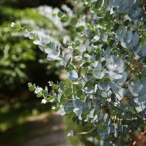 Eucalyptus gamophylla - Blue Mallee, Silver Dollar - 20 seeds