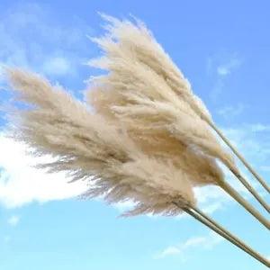 Dried Pampas Grass Natural Reed Flower Decorations Wedding Plants Bouquet Crafts