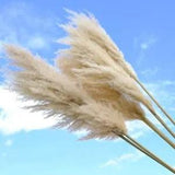 Dried Pampas Grass Natural Reed Flower Decorations Wedding Plants Bouquet Crafts