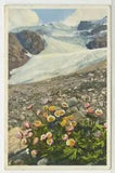 GERMANY Postcard Ranunculus Glacialis Flower / Plant Alpine c1930s vintage 09