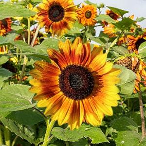 Velvet Queen Sunflower ¡§C 30 Annual Seeds - FS024
