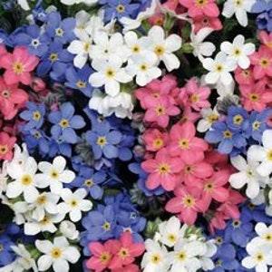 No 283 - 30 forget me not Colormix Seeds forget me not Seeds Zaden Colorplants Plantsmix Myosotis Plants Flowermix