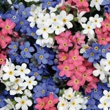 No 283 - 30 forget me not Colormix Seeds forget me not Seeds Zaden Colorplants Plantsmix Myosotis Plants Flowermix