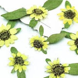 24pcs Natural Pressed Mini Sunflower Real touch Flower for DIY Art Craft...