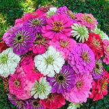 25 Cool Crayons Zinnia Seed Mix / Zinnia Elegans / Cut Flower / Bouquet /Wedding Flowers / English Garden / Wildflowers / Cottage /