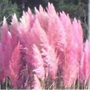 100+ Pink Pampas Grass Seed-Bonsai Ornamental Home Garden Plant- CORTADERIA SELLOANA-B036