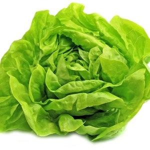 300+ Organic Buttercrunch Lettuce Seeds- Non GMO- Lactuca Sativa--A067