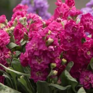 50 Pcs  Deep Rose Stock Flower Seeds-Matthiola Incana Ten Week Deep Rose-Stock Deep Rose- Gilli Flowers--Annual Beauty!/ FL446