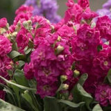 50 Pcs  Deep Rose Stock Flower Seeds-Matthiola Incana Ten Week Deep Rose-Stock Deep Rose- Gilli Flowers--Annual Beauty!/ FL446