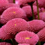 100+ English Daisy Bellis Rose Flower Seeds- Bellis Perennis English Daisy-Super Enorma-Excellent Hardy Perennial-B448