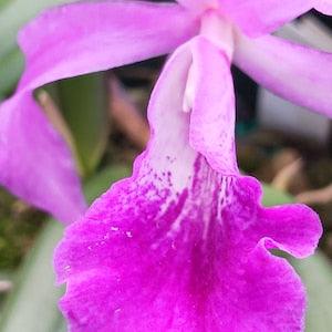Orchid Cattleya Bsn Maikai Discounted Price