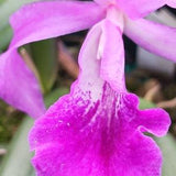 Orchid Cattleya Bsn Maikai Discounted Price