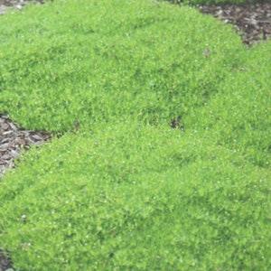 200 Pcs Irish Moss Seeds- Sagina Subulata-FL248-Excellent Low Growing  Groundcover