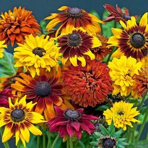 50+  Beautiful Rudbeckia Autumn Colour Mix seeds