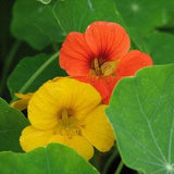 Nasturtium Whirlybird Seeds - 10 Organic Flower Seed