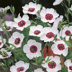 50+ seed Unique, bright eyes Flax Seeds (Linum) Seed