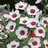 50+ seed Unique, bright eyes Flax Seeds (Linum) Seed