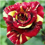 Red yellow roses seeds- 20 seeds-Code 008