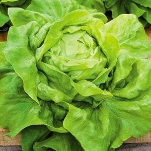 300 Seeds-Organic Buttercrunch Lettuce Seeds-Z067- Non GMO- Lactuca Sativa