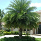Phoenix sylvestris Silver Wild Date Palm, Cold and Humidity Tolerant - 20 seeds