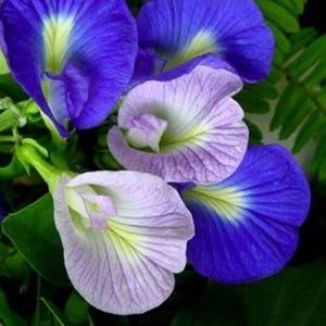 Thai Butterfly Pea flower seed, 25 Seeds Blue Butterfly Pea Vine,  CLITORIA TERNATEA