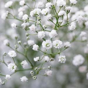 1000 Baby??s Breath Gypsophila Flower Seeds.