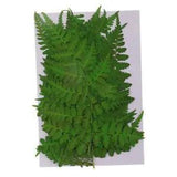 12x Pressed Dried Leaves Plant  for  Crafts  Card