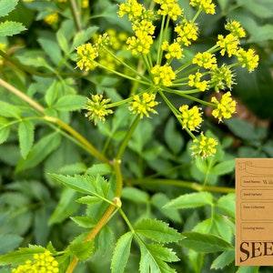 Ontario Native Plant Seeds - Golden Alexanders - Zizia aurea