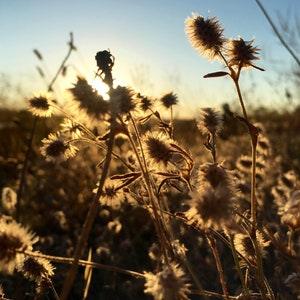 Rabbit Foot Clover Seeds - Trifolium Arvense - Pollinator Friendly & Beautiful