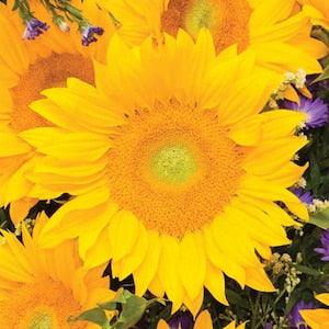 20 Vincent Fresh Sunflower Seeds / Helianthus annuus / Cottage / Pollenless  / Cut Flower / English Garden / Wedding Bouquet Flowers