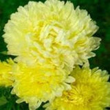 50 Pcs Aster Duchess Yellow Flower Seeds-Peony Yellow Aster-Tall Peony Aster Flower-Callistephus Chinensis-Great Annual-FL444
