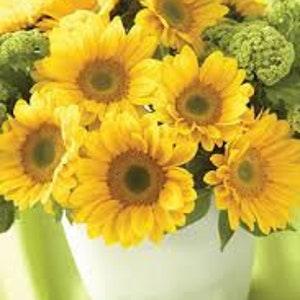 Sunrich Gold Sunflower Seeds/ Pollenless Sunflower/ Sunrich Gold Sunflower/High Quality Sunflower for Bouquets and Garden Flowers
