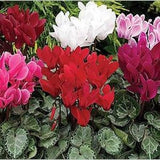 Flowers Seeds Cyclamen Persian from Ukraine 5 Seeds