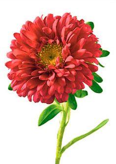 Aster Meaning & Symbolism Flower Delivery