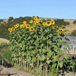 Mammoth Russia. Sunflower Seeds 15 count