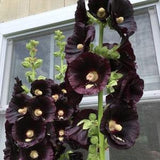Mix variety dark black flower seeds - perennials