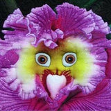 Rare Baby Face Orchid Perennial Flower 50PCS Seeds (#9412)