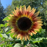 Gypsy Charmer Sunflower Seeds, Tricolor 4-6' Branching Sunflowers, 25 Seeds // Non-GMO, helianthus annuus