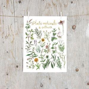 Print Medicinal Plants To Grow | Poster botanical paintings, Print medicinal plants, Herbalism | Gardening | Alternative Medicine