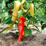 Capsicum annuum Sweet Banana HEIRLOOM BANANA PEPPER Vegetable - 50 Seeds