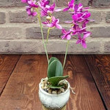 SALE 16"  Artificial phalaenopsis orchid plant in ceramic pot