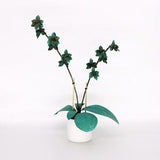 Orchid #3 Copper Patina
