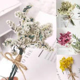 Natural Dried Flower Gypsophila Plants Pampas Grass Mini DIY Crafts Accessories