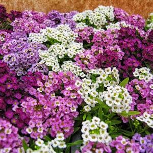 100+ Alyssum Mix Flower Seeds- Sweet Lobularia Maritima Strain- Beautiful Mix---B163