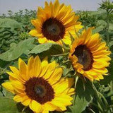Sunflower Gold Rush F1 Flower Delivery