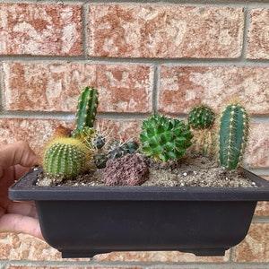 Grow Your Own Cactus Kit (Pot Included)